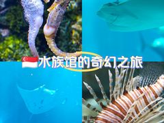 -新加坡海洋生态馆