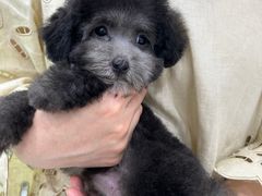 -唐小姐の猫狗洗护·购宠旗舰店(周浦万达店)