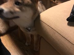 -柴务处·柴犬主题狗咖