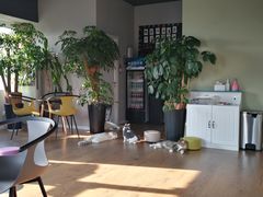 -东方名猫馆·英短金渐层布偶猫舍(环线广场1号楼店)