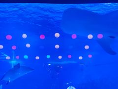 -烟台海昌鲸鲨海洋公园