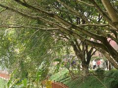 -重庆彩云湖湿地公园