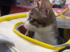 -瑞派天宁宠物医院·猫科·异宠中心