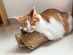 -纳吉亚猫专科动物医院(康都外科中心)