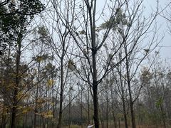 -合肥滨湖国家森林公园