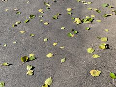 -嘉和一品粥(魏公村店)