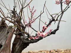 -无锡梅园公园
