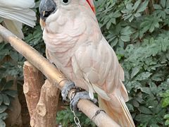 -南宫五洲植物乐园