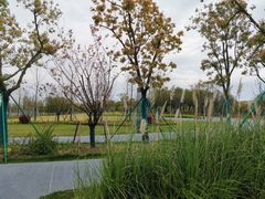 -南汇新城城市公园