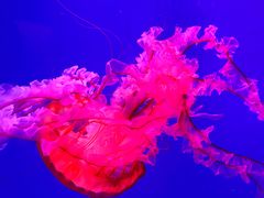 -芜湖新华联大白鲸海洋公园