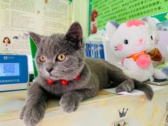 -百信宠物医院(东升街店)