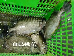 -海晖酒楼·顺德鱼生(荣华店)