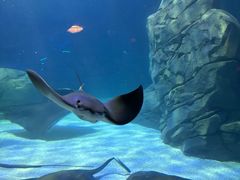 -瑞普利水族馆