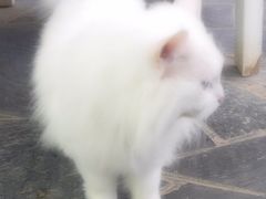 喵星人-Anne猫窝咖啡屋