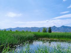 -哈素海
