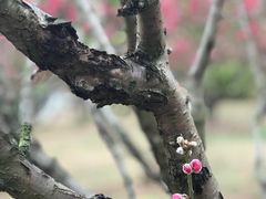 -南国桃园旅游度假区