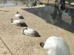 -盐城丹顶鹤湿地生态旅游区
