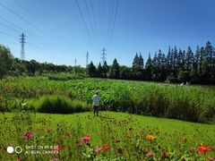 -上海长兴岛郊野公园
