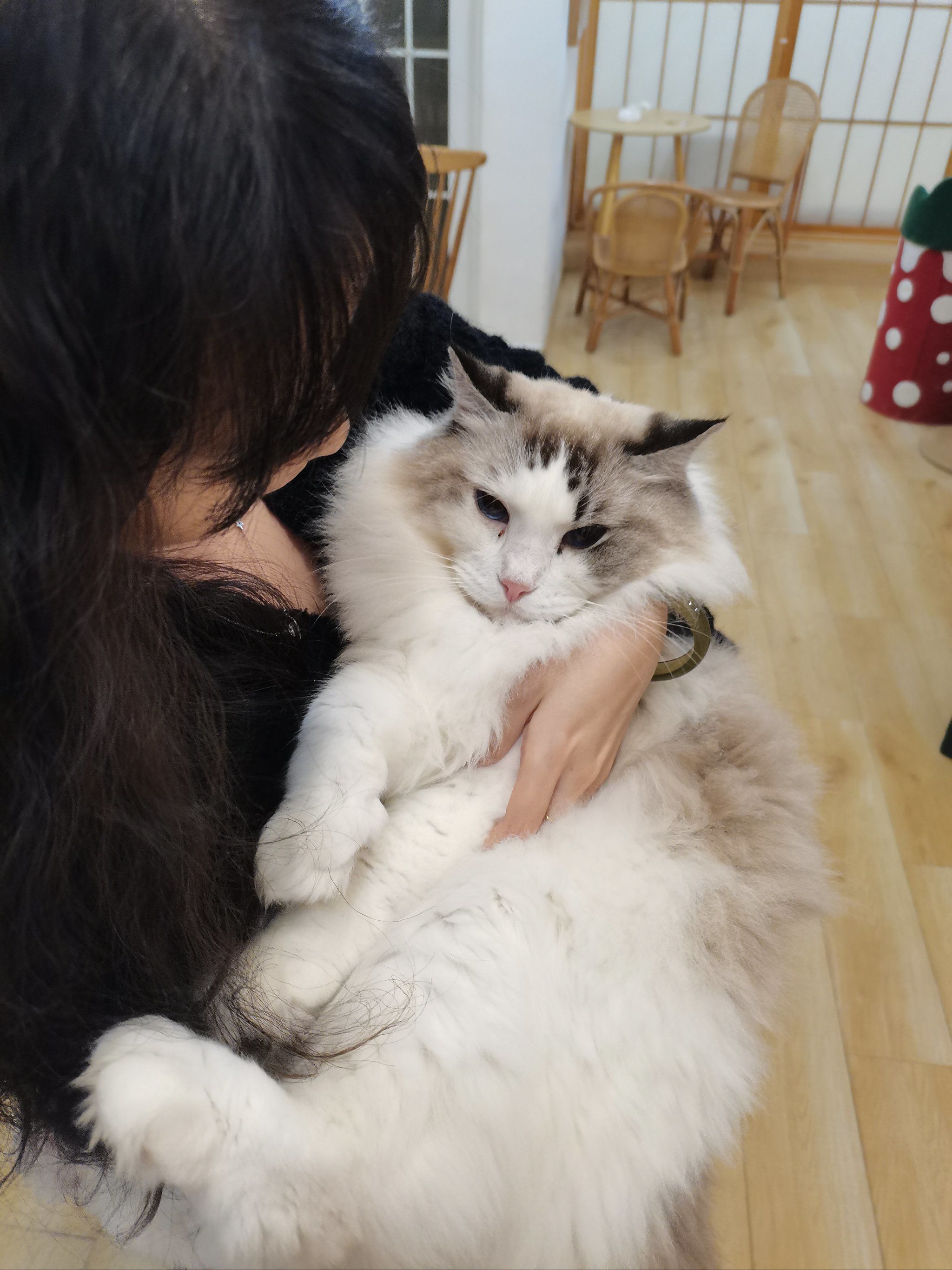 是什么猫猫能被抱?