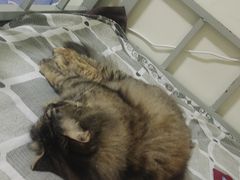 -北京恒爱动物医院(清景园分院)