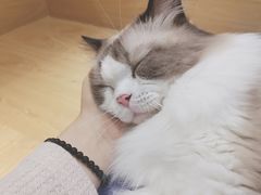 -滚猫咖啡·猫咖·猫友好撸猫(未来城店)