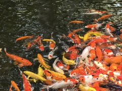 -海南清水湾莱佛士酒店