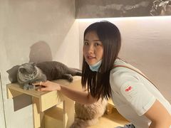 -more than meow吴止猫主题餐厅(承德 中船汇店)