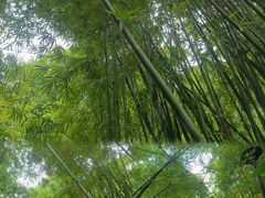 -深圳仙湖植物园