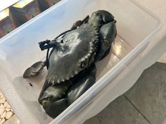 -喜记避风塘炒辣蟹(旗舰店)