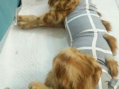 -美联众合宠物医院·爱萌分院·内外科·猫科中心