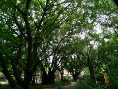 -东风公园