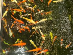 -龙悦湾酒家·八阵鱼生·渔人码头店