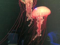 -欢乐海岸海洋奇梦馆