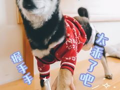 -柴犬小屋·柴餐厅·狗咖食堂(金鼎广场店)