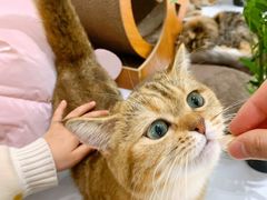 -COLOR PETS 撸猫馆·购猫·猫咖(长风大悦城店)