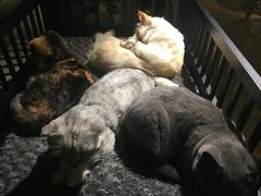 -more than meow吴止猫主题餐厅(承德 中船汇店)