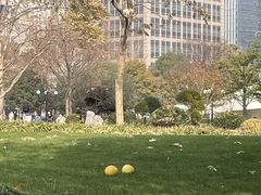 -陆家嘴中心绿地