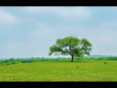 -御道口草原森林风景区