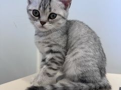 -有喵·猫咖·狗咖·40+猫狗有小奶狗(岗厦店)