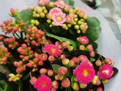 -皇冠幸福里动物奶油生日蛋糕(光谷软件园店)