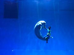 -芜湖新华联大白鲸海洋公园