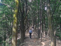 -黄埔油麻山森林公园