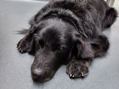 -爱侣宠医·鹦鹉专科·小型哺乳类·异宠专科(灵石路店)