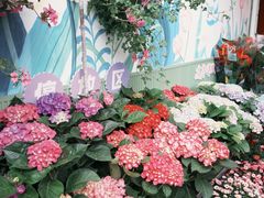 -溪岸路花鸟市场