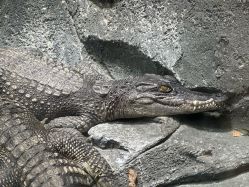 点击看大图 -Zoolung Zoolung动物主题公园(海信广场店)