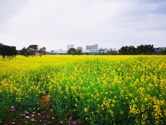 -光明小镇欢乐田园