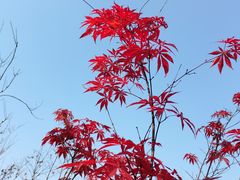 -盘龙城国家考古遗址公园