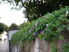 android_upload_pic-大澳