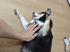 -是阿柴呀！柴犬咖啡·爱喵喵猫咖