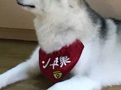 -Husky Go! 哈士奇体验馆·宠物咖啡厅狗咖